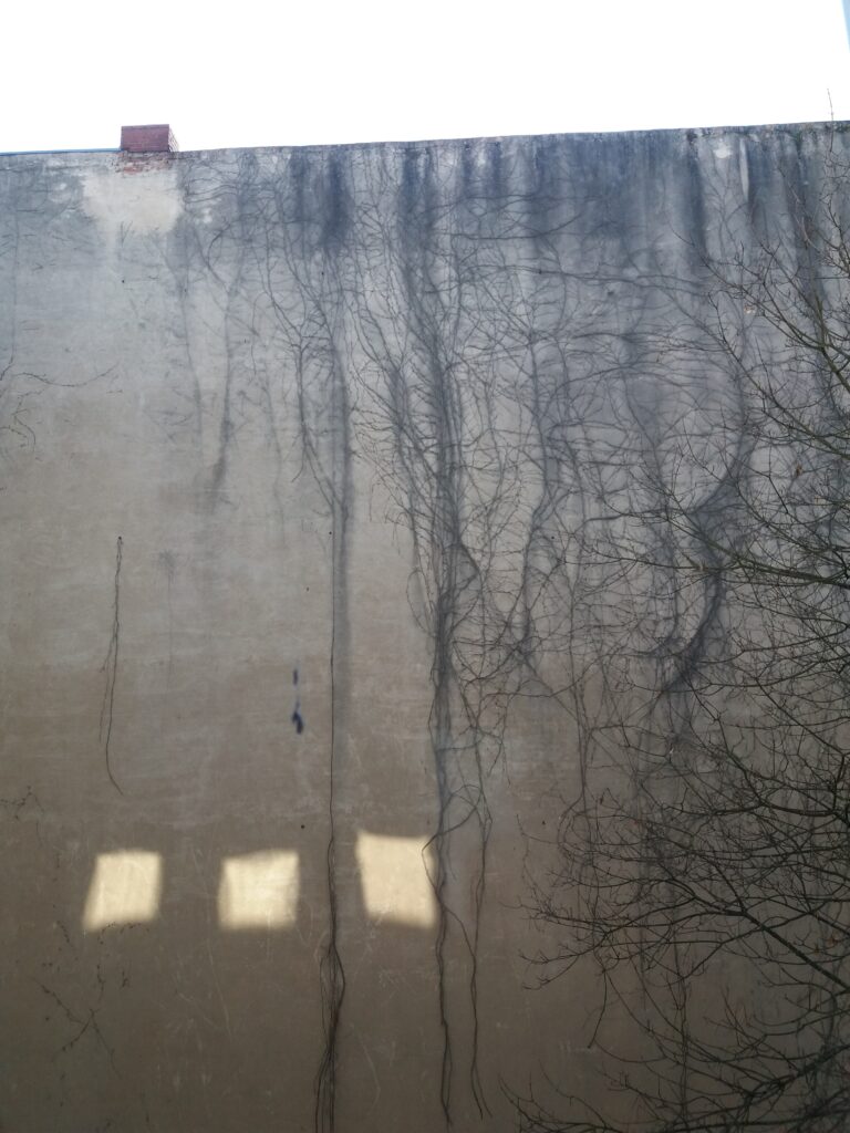 (c) Alex Bodea, Untitled, Courtesy of the photographer